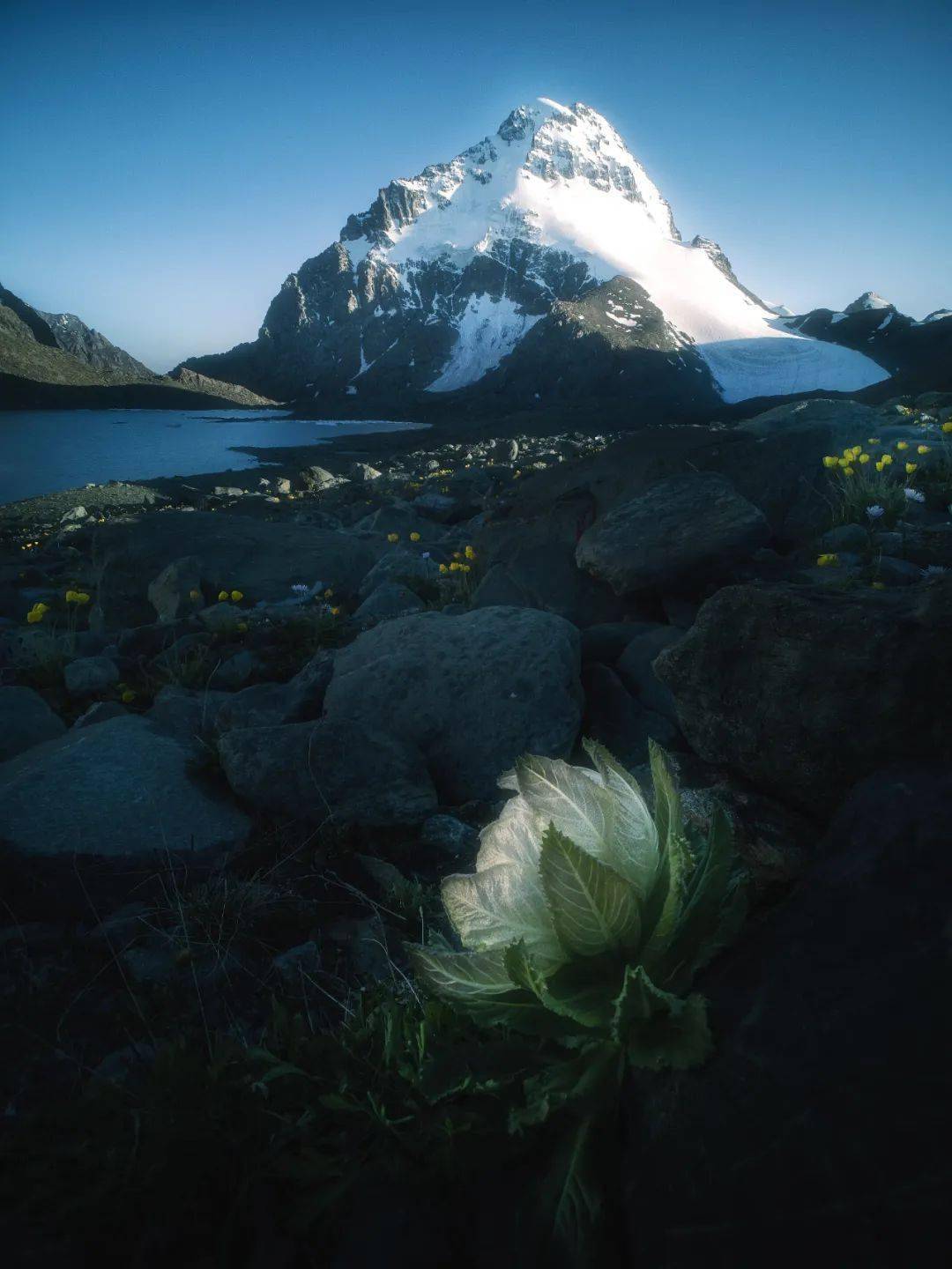 传说中的天山雪莲也在此生长,它们在零下几十度的高山严寒和极度缺氧