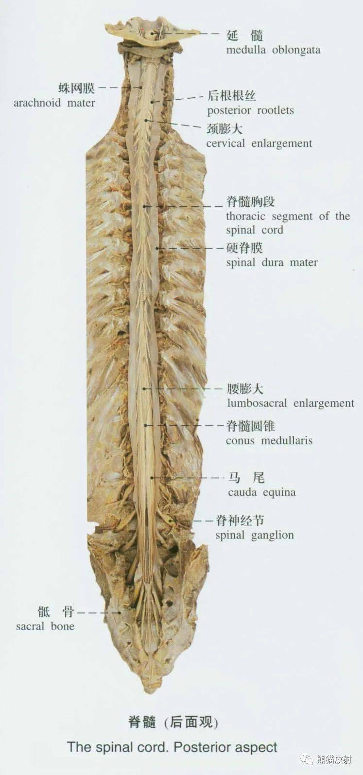 系统解剖标本图谱丨脊髓,脑