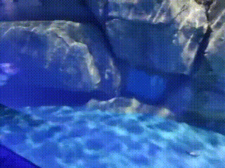 承包海洋世界最快乐
