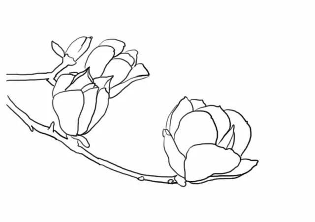 彩铅画教程:教你用彩铅画一枝玉兰花