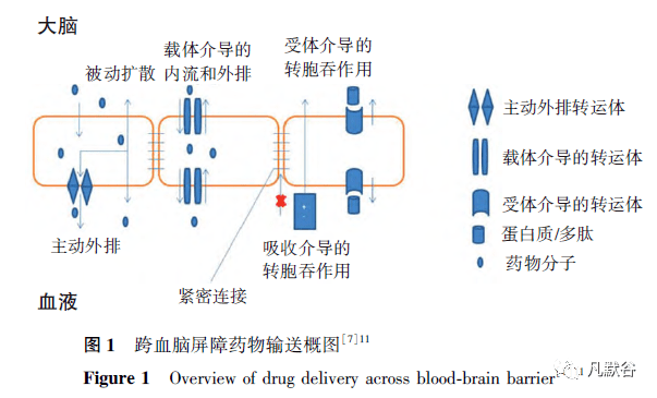 葡萄糖转运蛋白 1 的结构修饰在脑部药物输送方面的应用进展_载体
