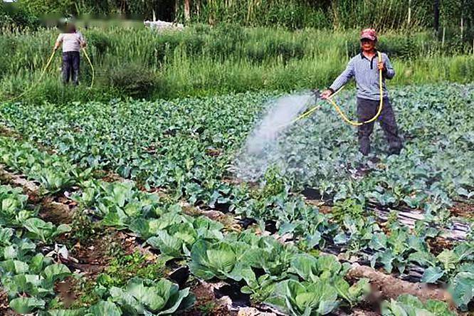 种菜生了菜青虫,不喷农药用生活中几件东西,环保无污染_蔬菜