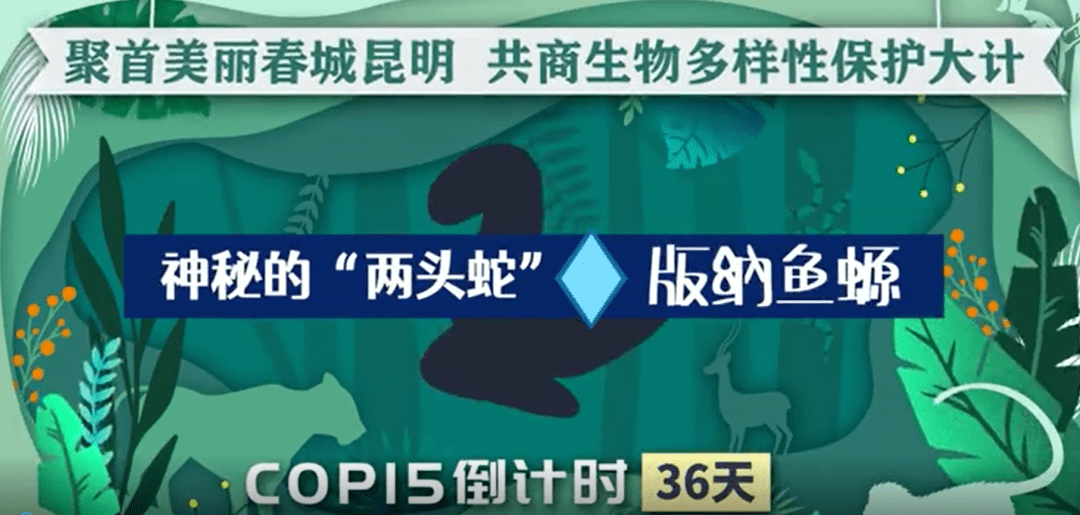 迎接cop15《绘说雨林》——版纳鱼螈