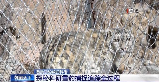 人们|卫星跟踪下的“雪豹流浪记”！人们的种种猜测逐渐揭晓→