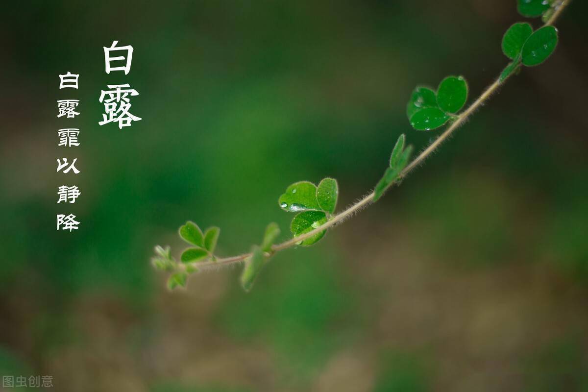 "白露逢月头,必定来年愁",意味着啥!对猪价,粮价有何影响?
