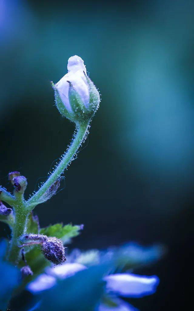 青霜红碧树,白露紫黄花.