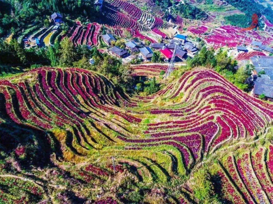 漫步花海梯田中,忽然传来轰隆的水声.