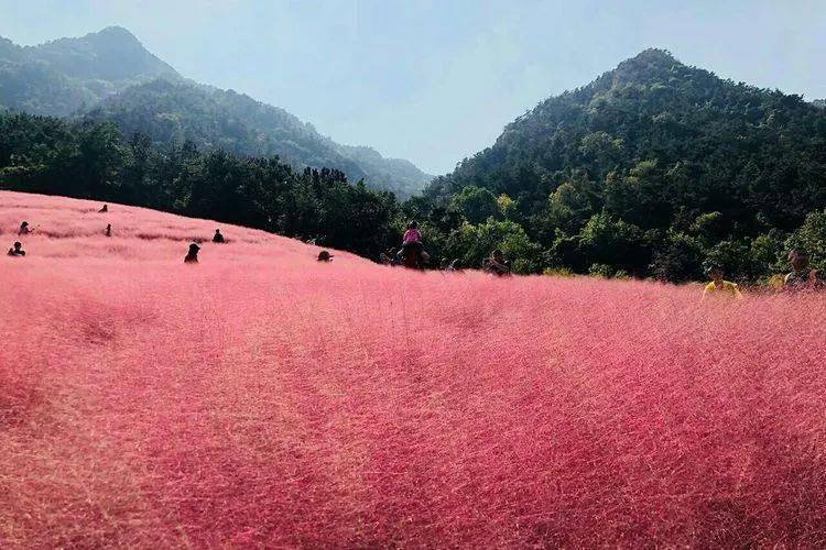 【自驾活动】9月11-12日自驾昆嵛山·粉黛花海·山海仙境公路2日游,新