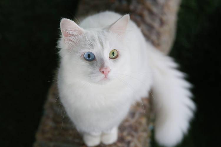 你有机会遇见各种各样的猫,除了一种——土耳其的国宝:凡猫(van cat)