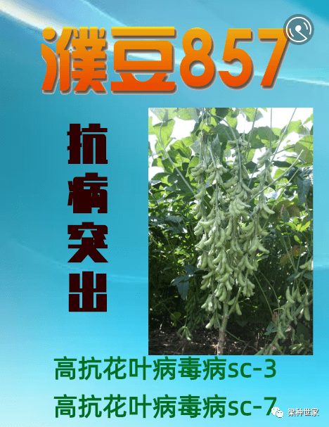 国审稳产高产大豆品种---濮豆857 稳产抗病,始终如一