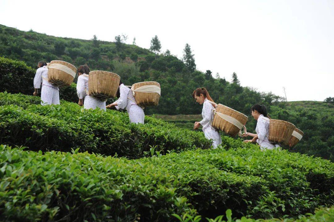 安化黑茶质量,打造安化黑茶品牌,创新安化黑茶技艺,传播安化黑茶文化