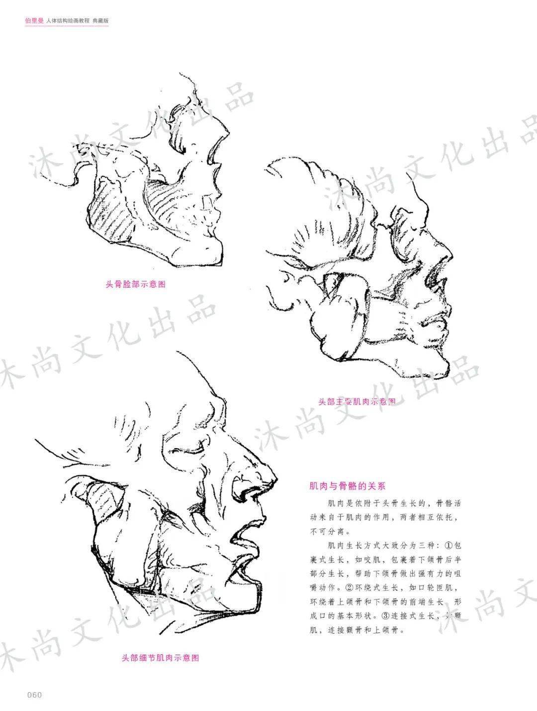 《伯里曼人体结构绘画教程》