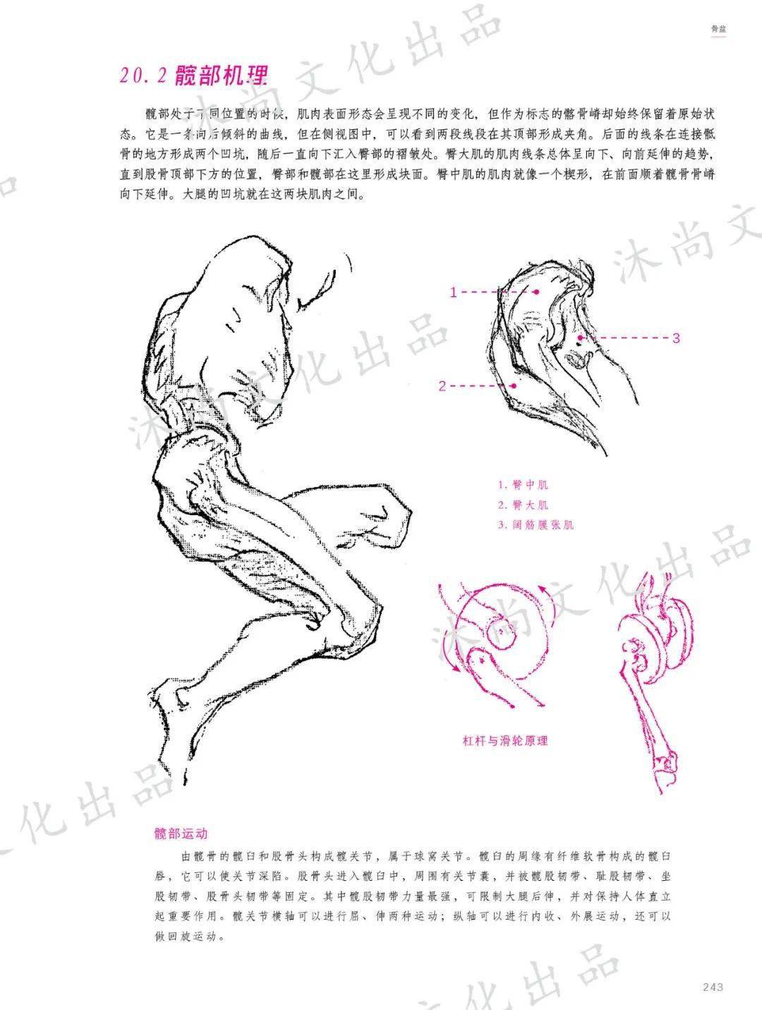 伯里曼人体结构绘画教程