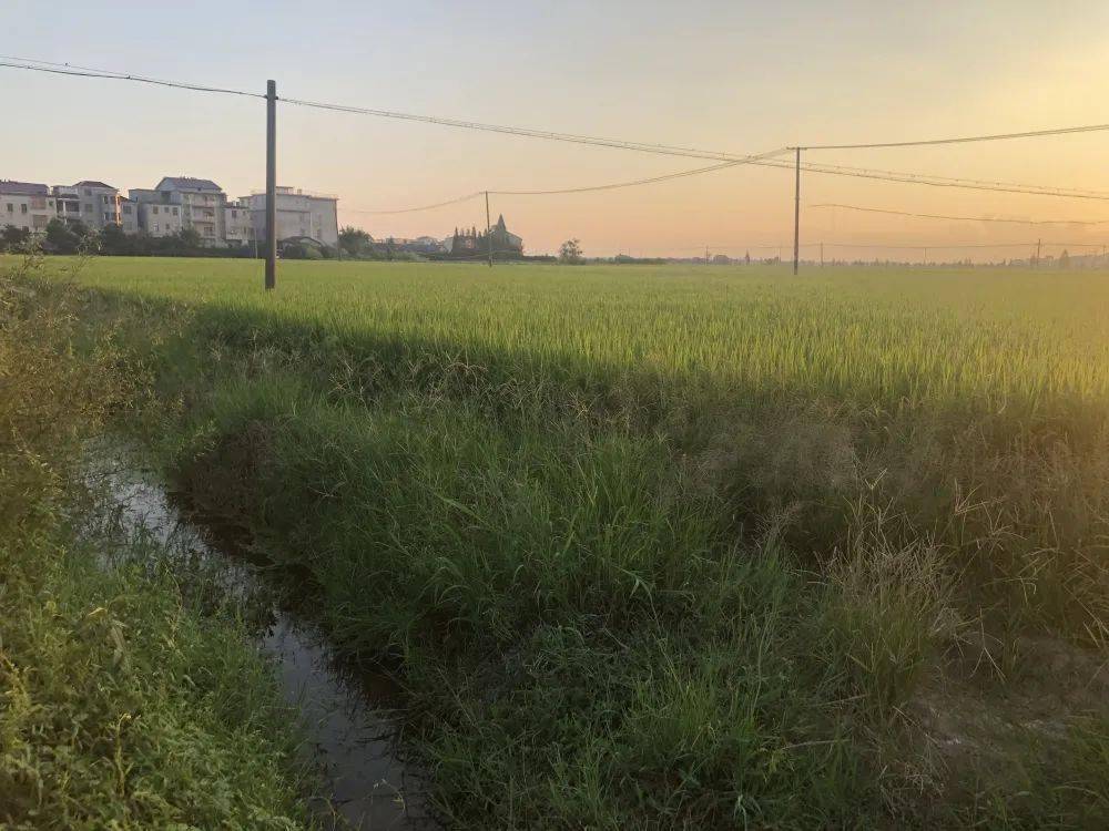 "近日,小编来到姚圩镇深圳南大道,发现这里的管道已经挖开,姚圩镇规划