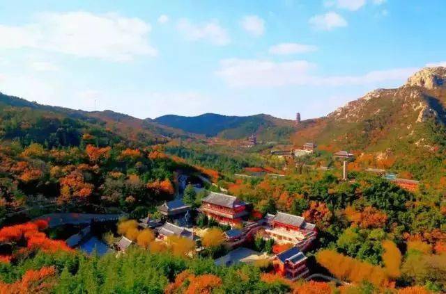 威海的山,也有火红的枫林 "一地连三国"的威海赤山 到了十一月 枫叶