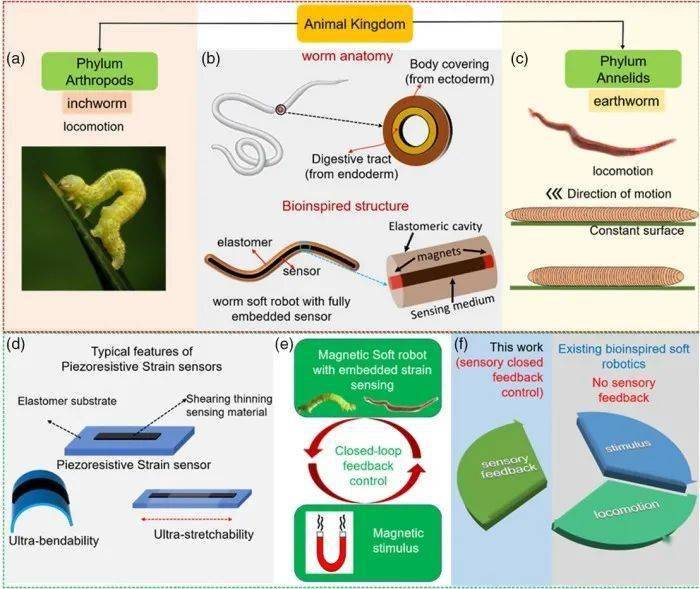 格拉斯哥大学受蠕虫启发研发出灵巧的可感知躯体位置的机器人