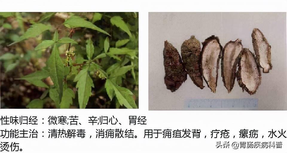 全网最全的中草药图谱图片性味归经主治功效还不收藏