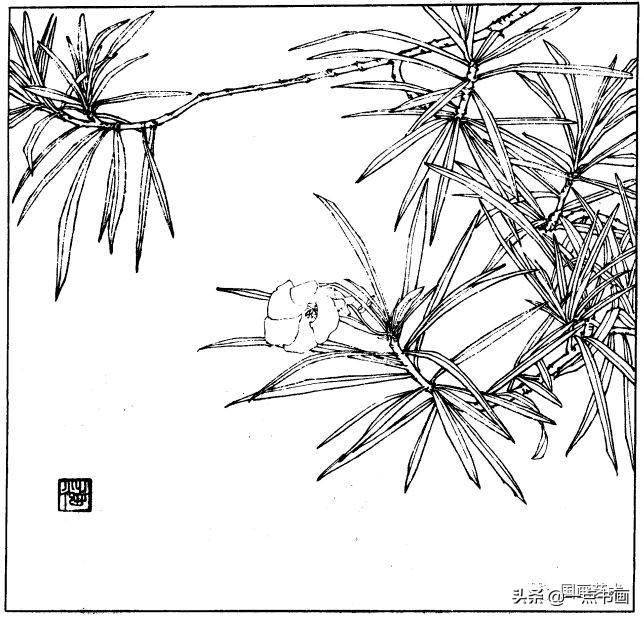 百花苑白描百花分享二