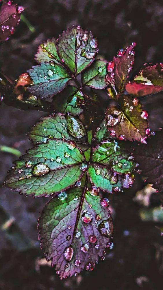 秋雨后的美丽,出人意料