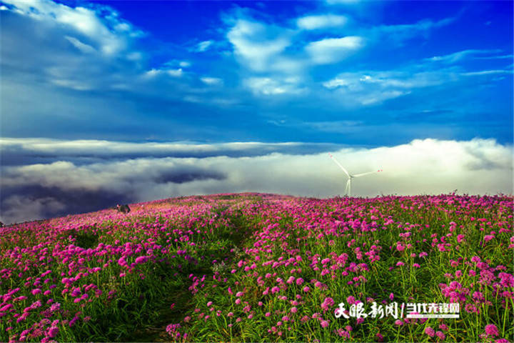 贵州屋脊韭菜坪韭菜花美出天际
