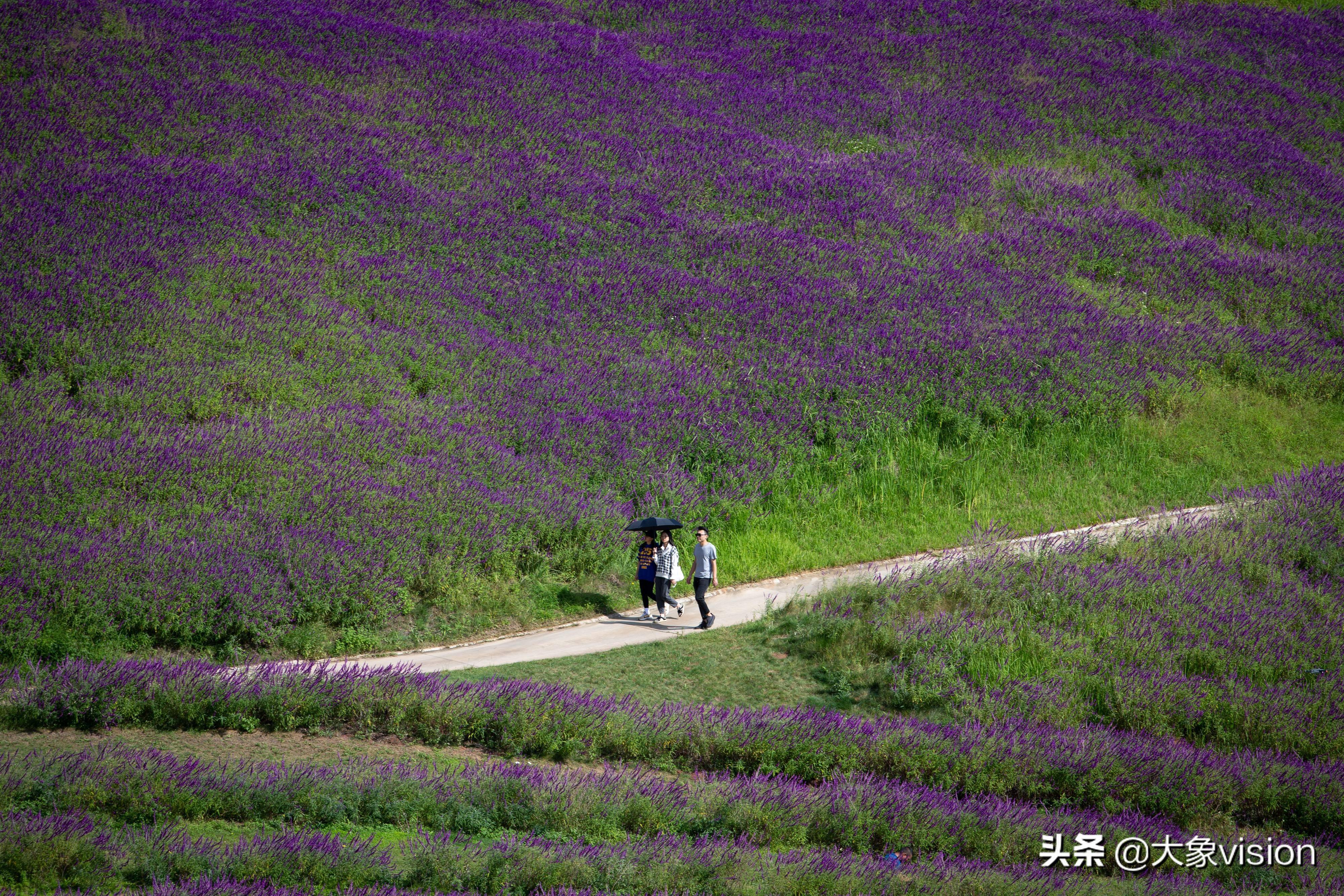 阳宗海千亩鼠尾草争相绽放 恰似紫色海洋在荡漾_花海