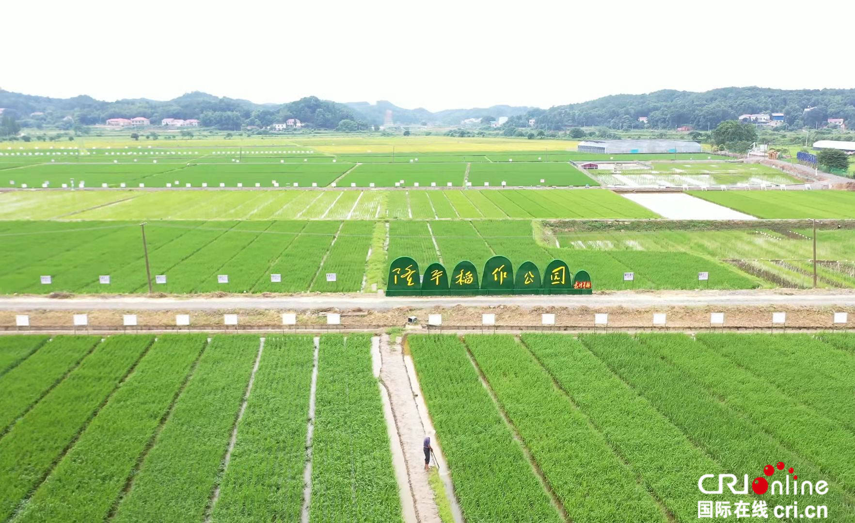 隆平稻作公园一景"隆平"取自中国杂交水稻之父袁隆平先生的名字.