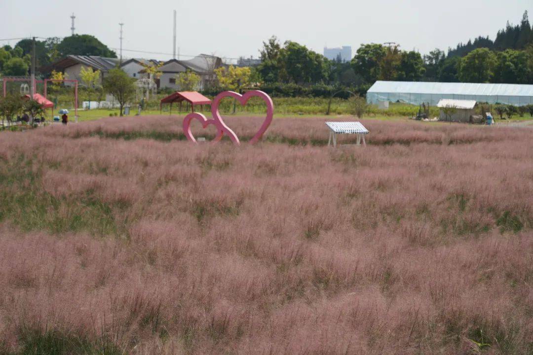 季节限定美景"粉黛乱子草"已上线!上海这些地方可打卡→_公园