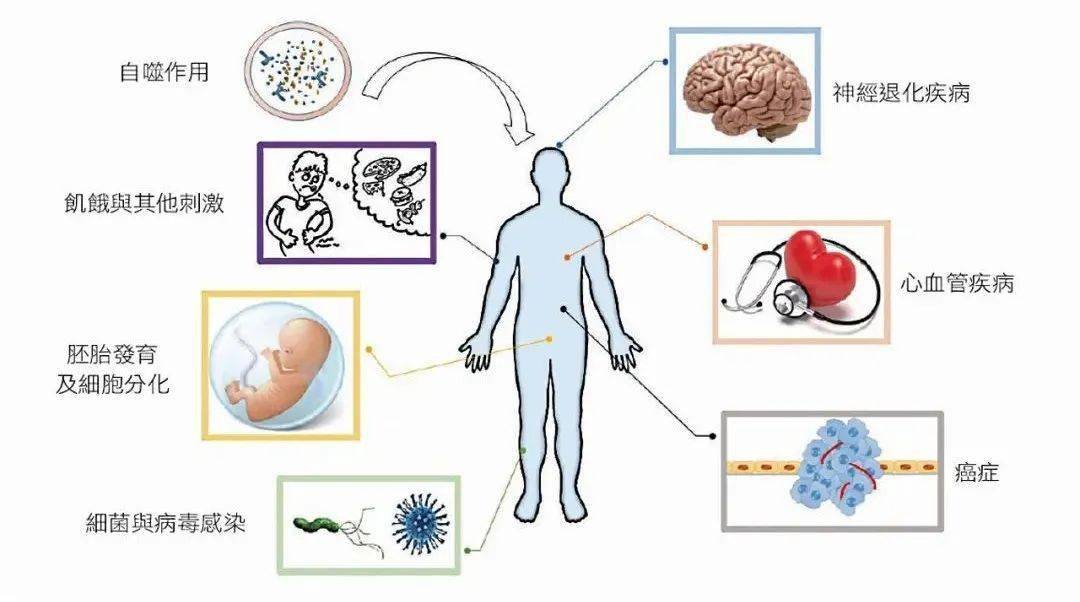 解答自噬体领域谜题,清华大学葛亮团队发现新型内膜互作调节自噬体膜