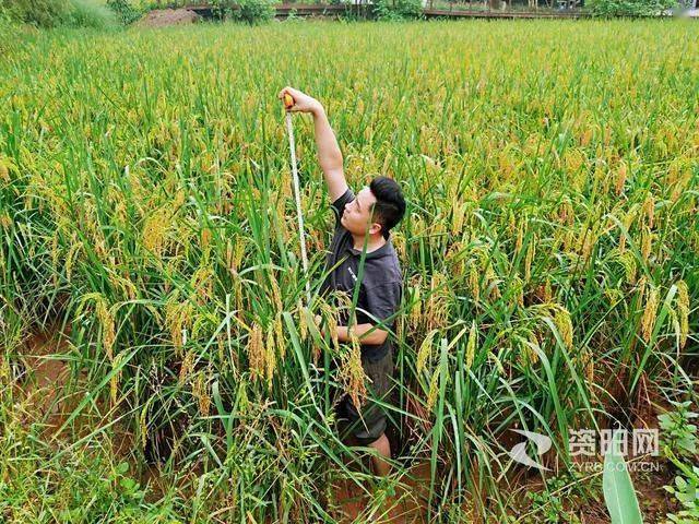 2米高资阳天府花溪现巨型稻