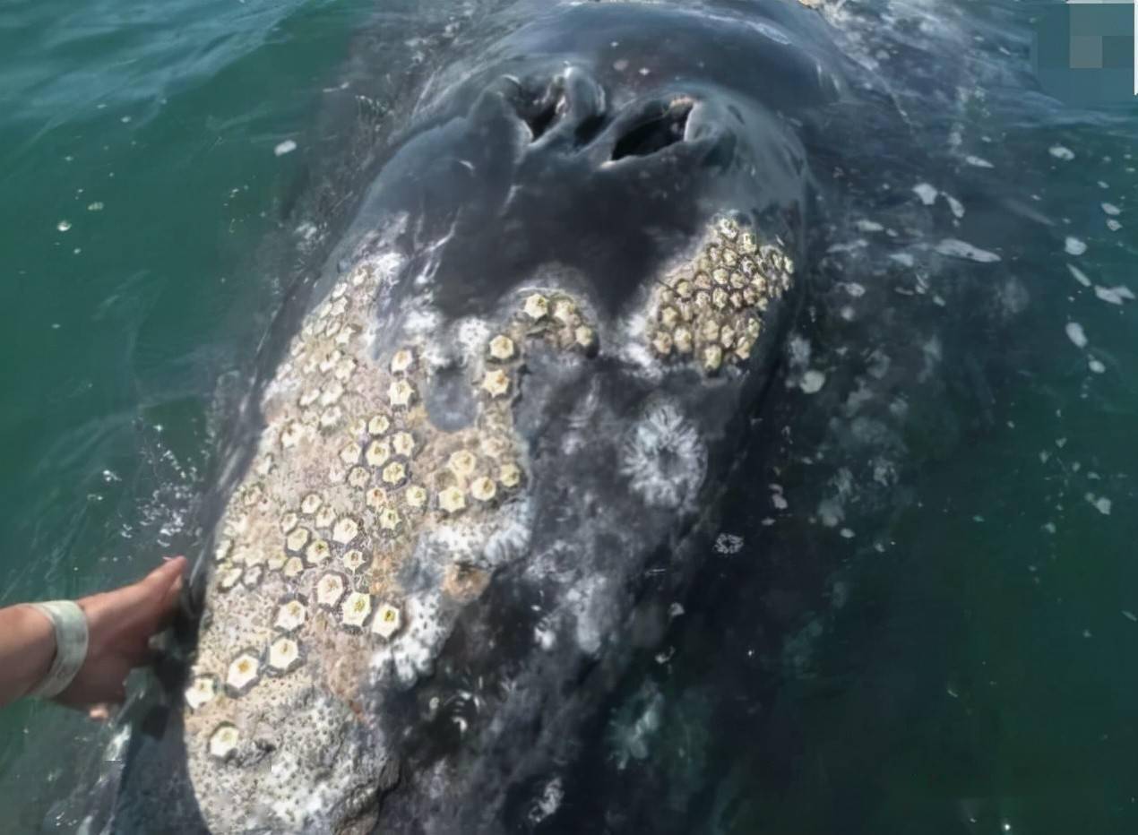 遭人唾弃的藤壶:许多海洋生物因被藤壶寄生而死,鲸鱼海龟下场十分悲惨