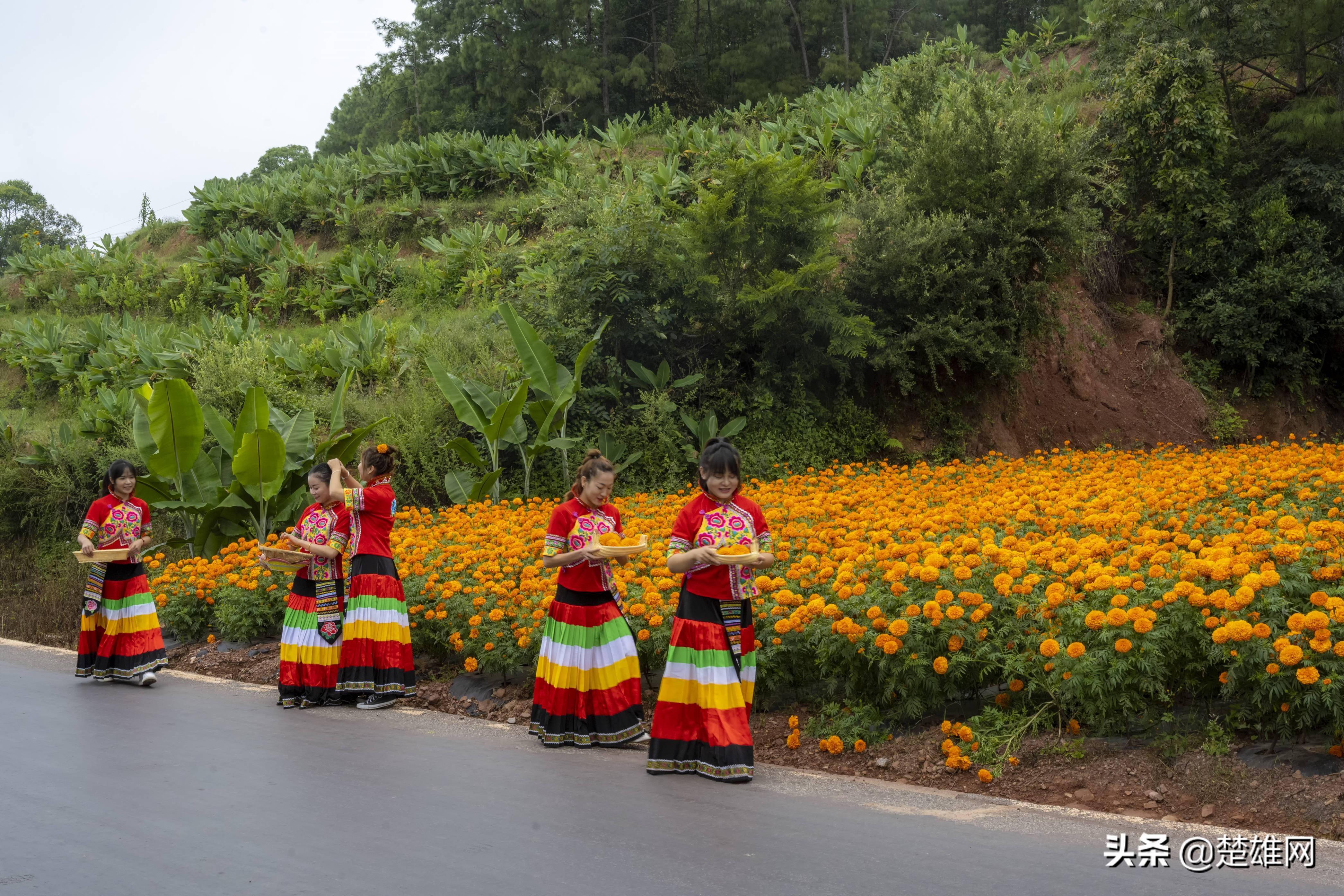 双柏县爱尼山乡"药"你好看!花已开,等您来