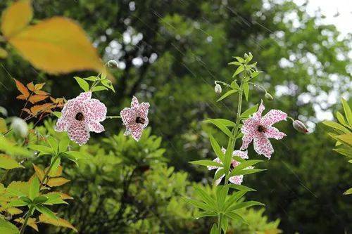 【cop15】高黎贡山花卉(一)