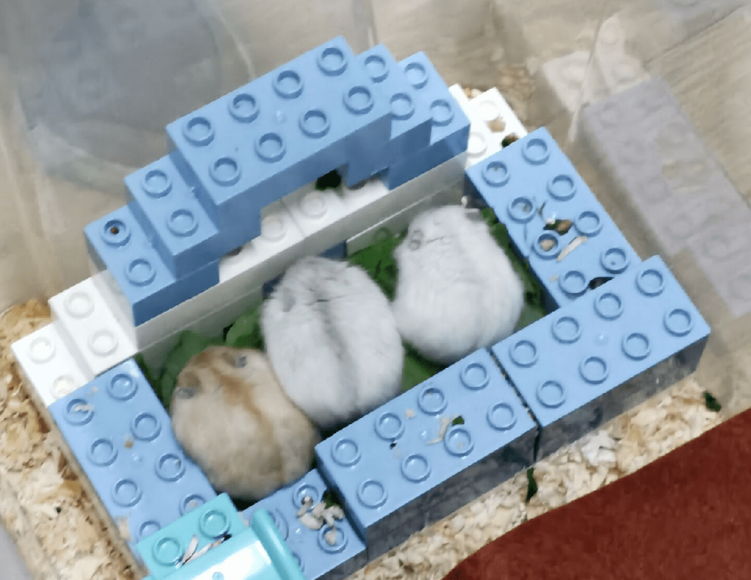 幼儿园里的仓鼠之家