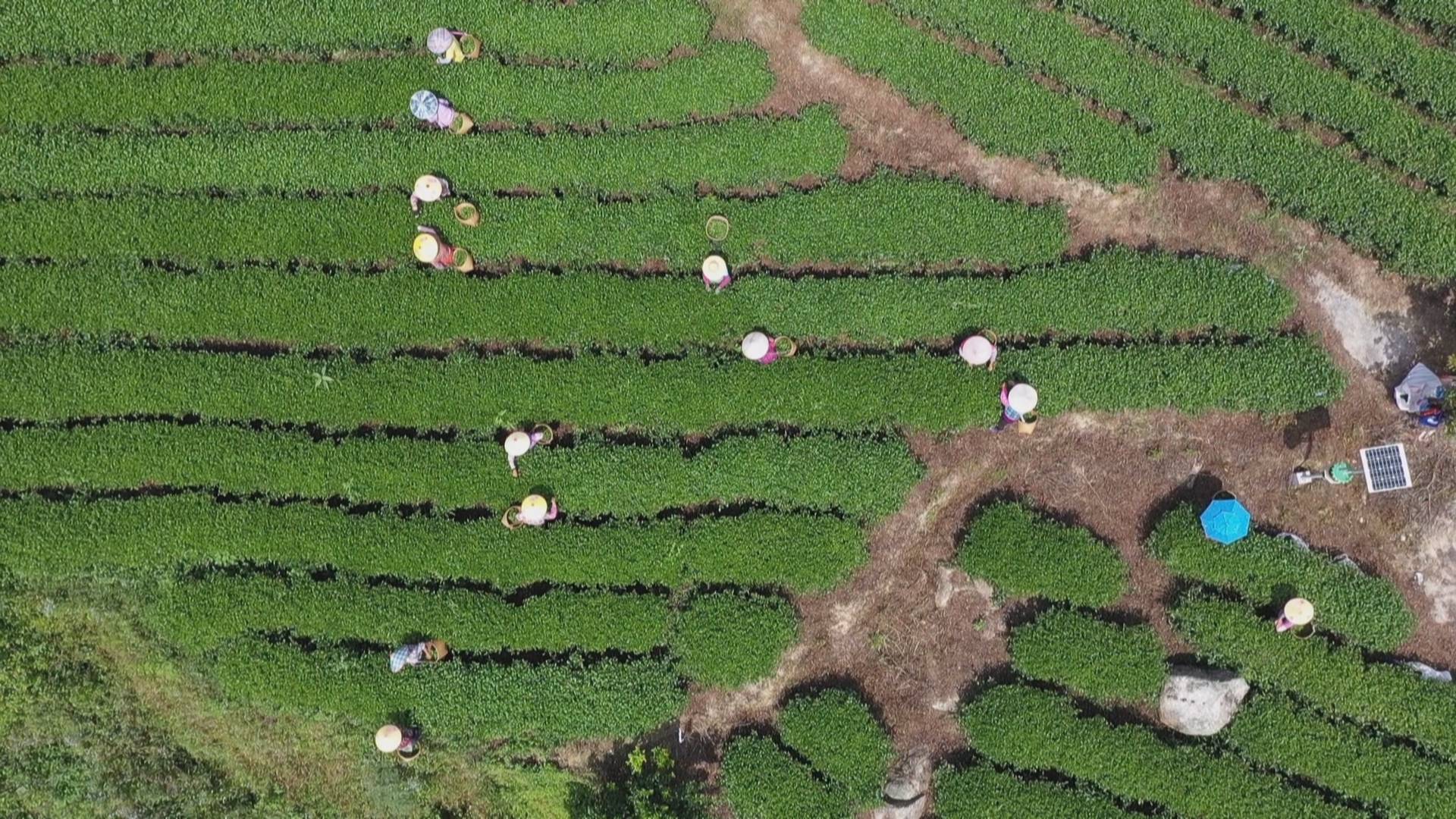 破解保护与发展难题开平岗坪村让茶山变金山