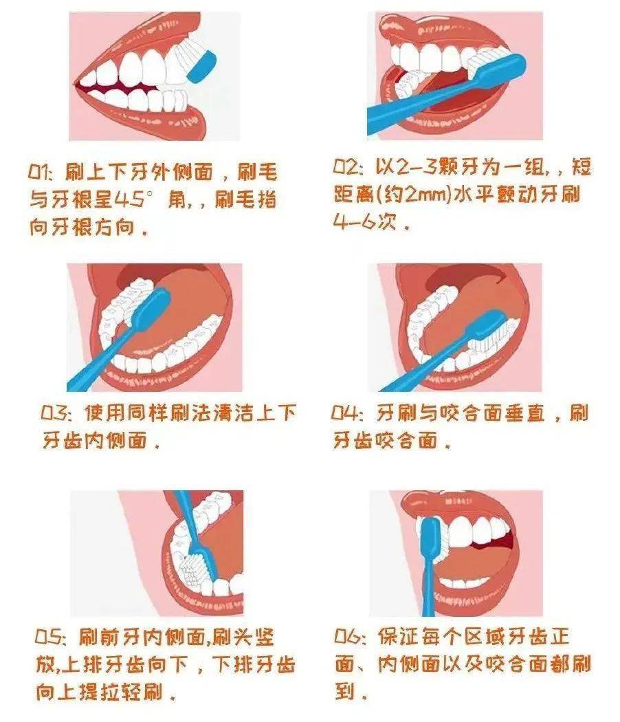 6岁开始,孩子可使用 "巴氏刷牙法"