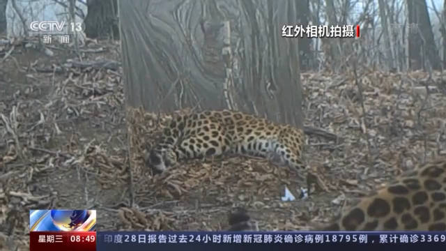 镜子|“我怎么这么好看！”东北虎、东北豹照镜子被镜中的自己迷倒