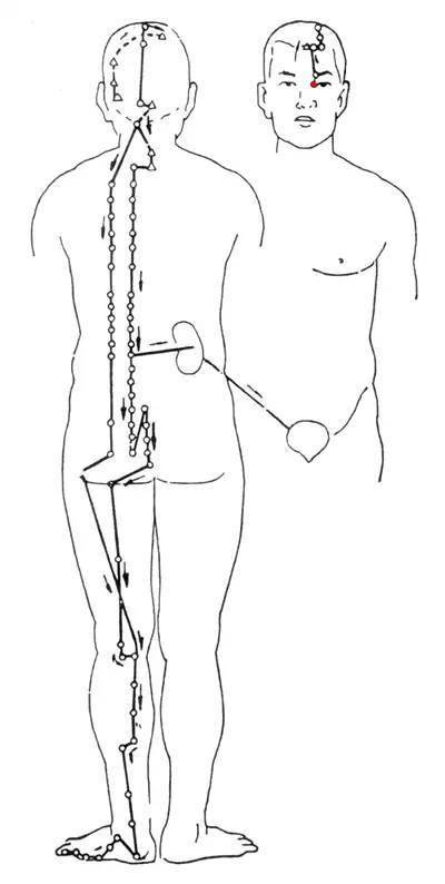 看完这些经络动画,自己能当医生!