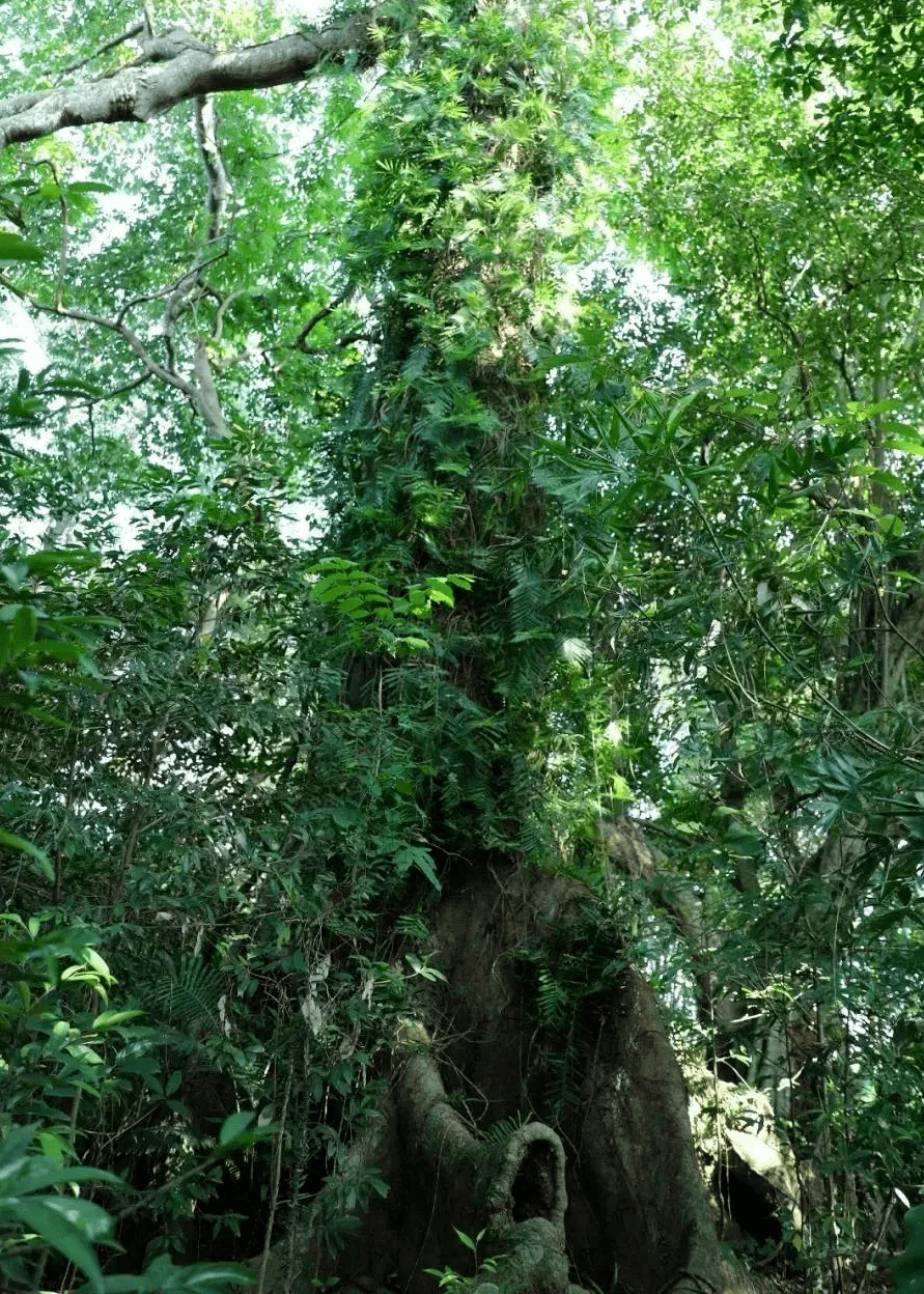 木棠镇铁匠村.