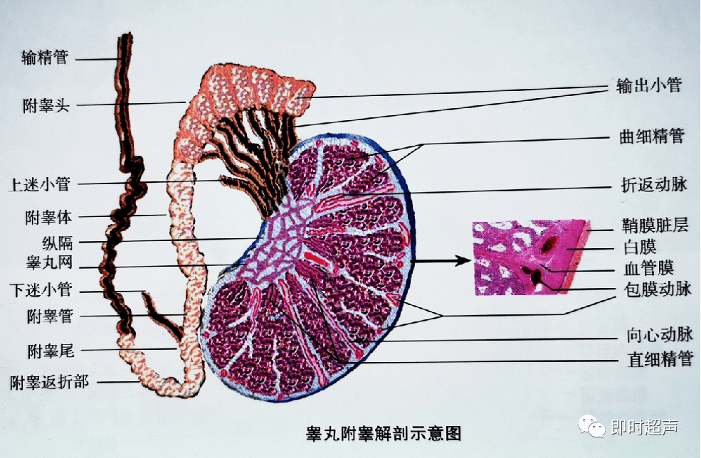 阴囊超声应用解剖及相关急症的超声诊断._睾丸