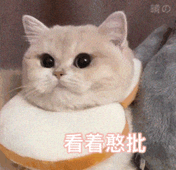 每日一更猫咪表情包 存图点赞,满123更新下期                  包