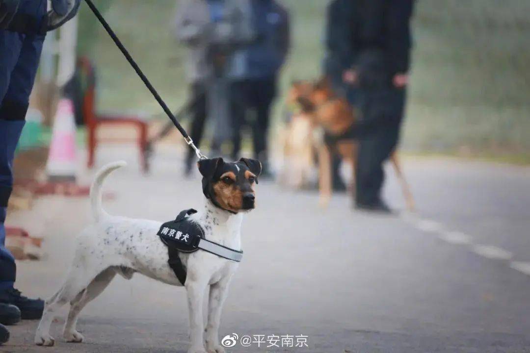刚断奶就出来工作的小警犬火了!但其实.