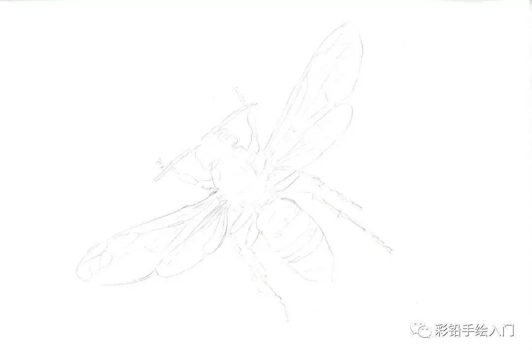 彩铅写实绘画 | 写实彩铅手绘一只小蜜蜂步骤图