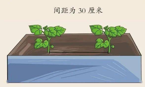 6步在阳台上栽种黄瓜,解开黄瓜生长过程中遇上的栽培难题!
