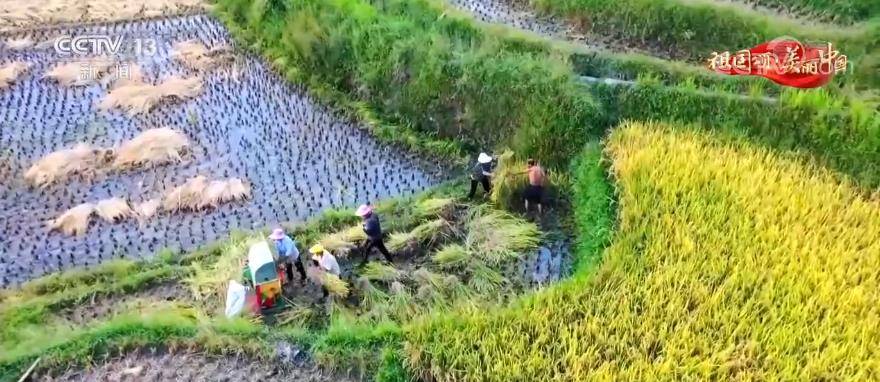 何家|【祖国颂·美丽中国】重庆酉阳：漫山铺金美如画 万亩梯田丰收忙