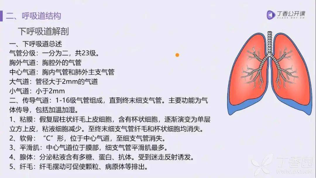 肺的五叶十八段解剖基础及 ct 病灶识别要点