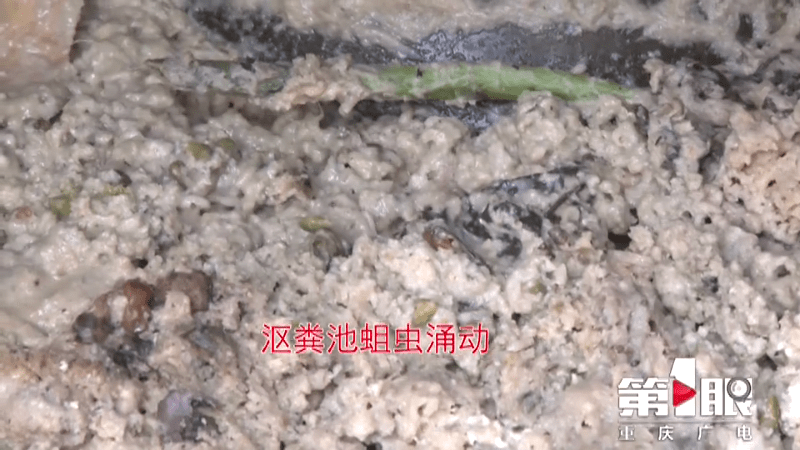 种菜沤肥"小动物"汹涌 居民看了头皮发麻_住户