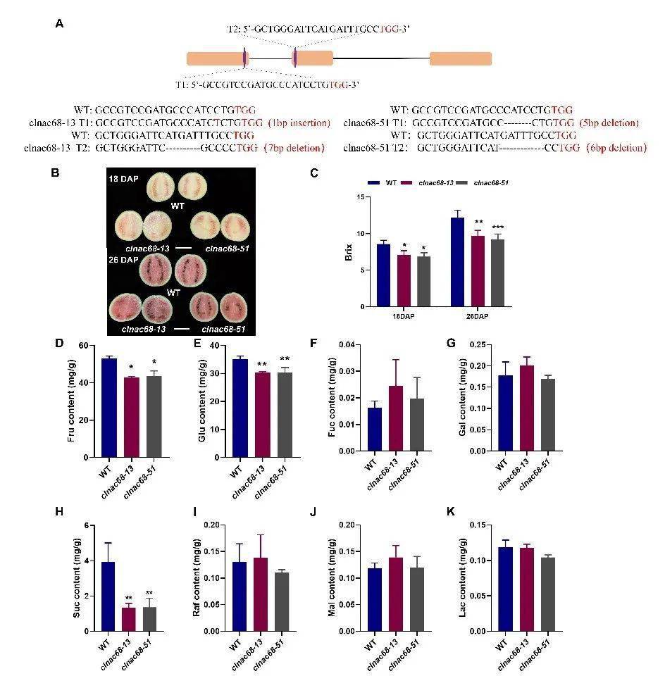 figure 2. knockout of clnac68 decreased sugaraccumulation