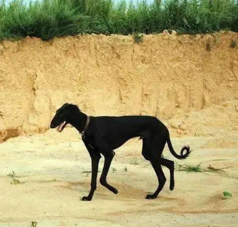 东北猎犬黑龙江靳东主演的《鬼吹灯之精绝古城》里出现的就是蒙古细犬