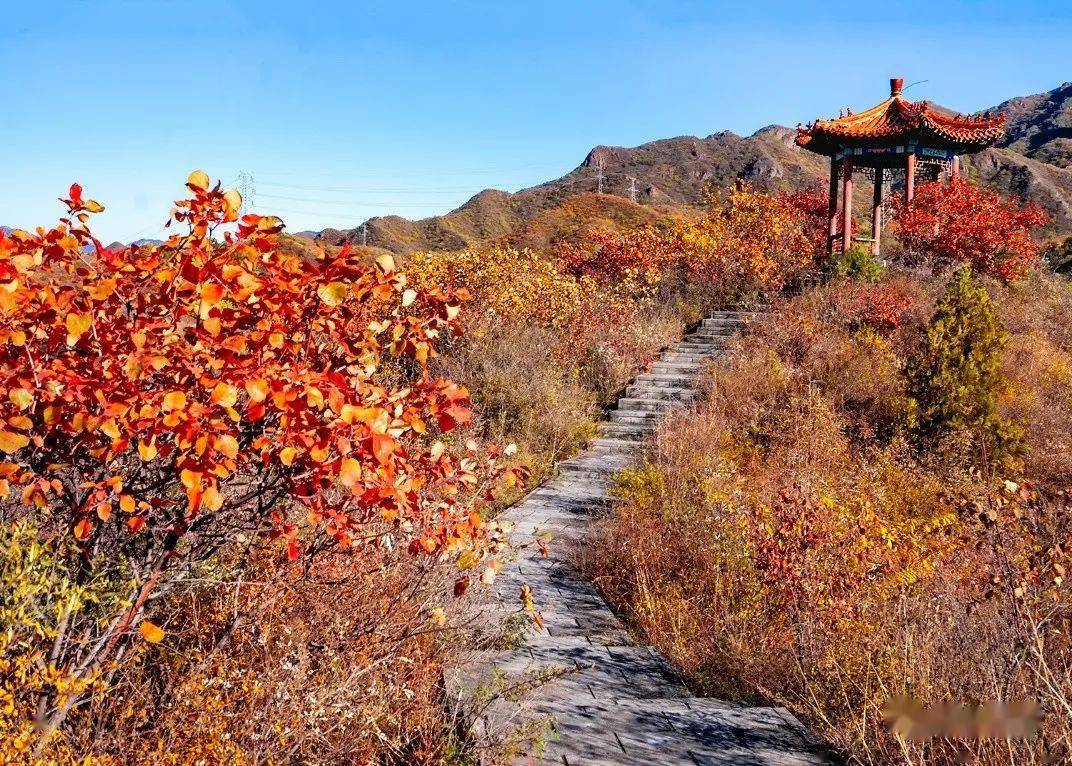 建议观赏期:十月中旬——十一月中旬 地点:北京市昌平区蟒山路2号