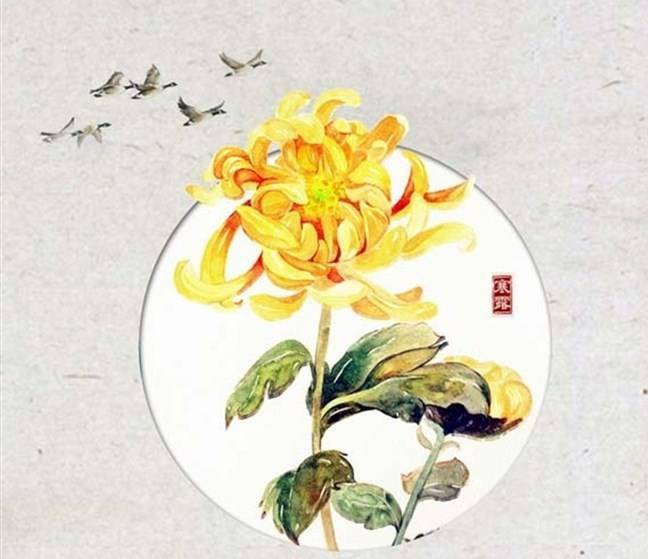 鸿雁来宾菊花黄,目送飞鸿,赏菊登高,饮菊花酒便是寒露节气的传统习俗.